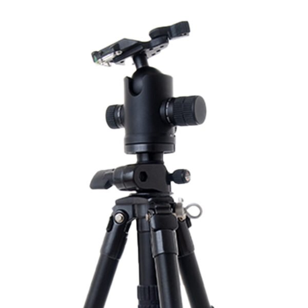 Maecenas varius - Image 2